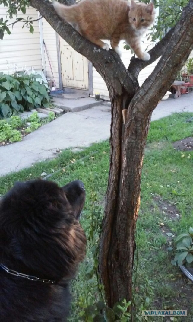 КотоВторник 26.04.2016
