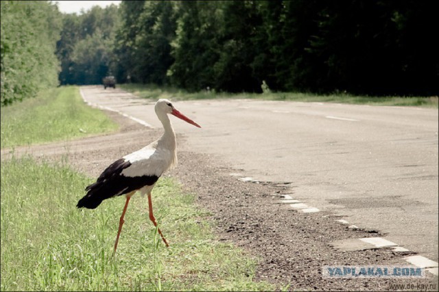 Каких птиц вы видите в городе?
