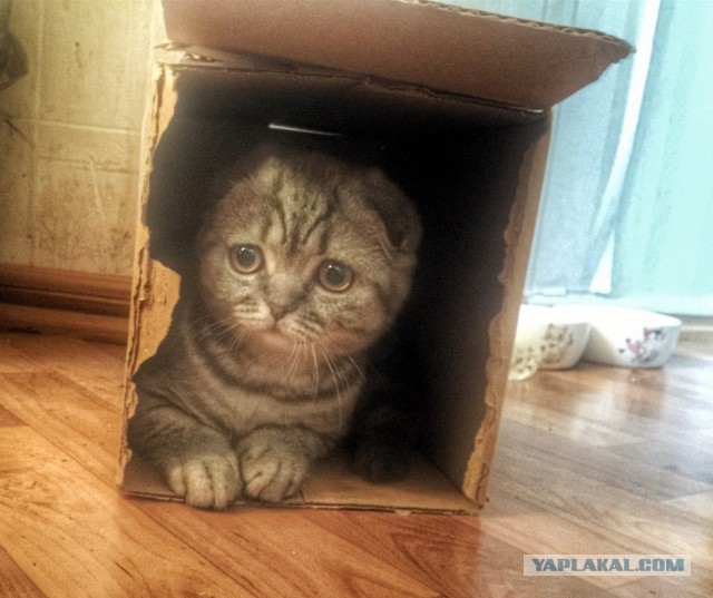 Кошка по имени Люся