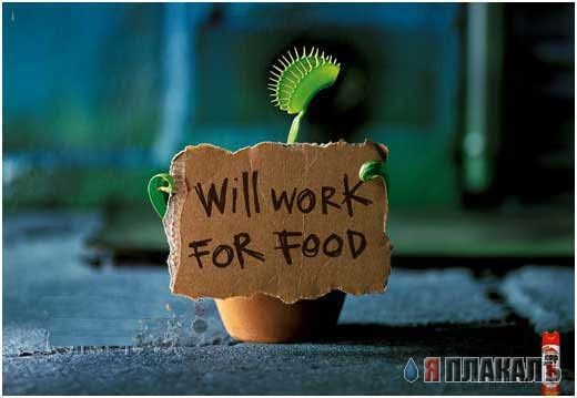 Работает за еду