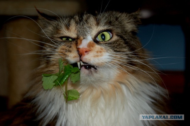 Котопрятки