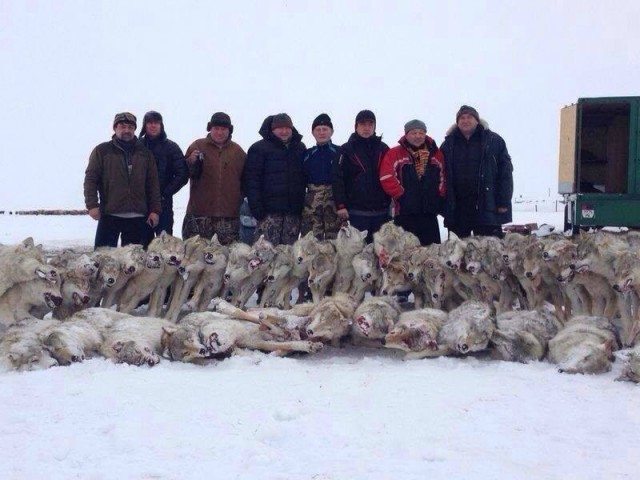 Жители села в Дагестане отомстили волку, убивавшему сторожевых собак