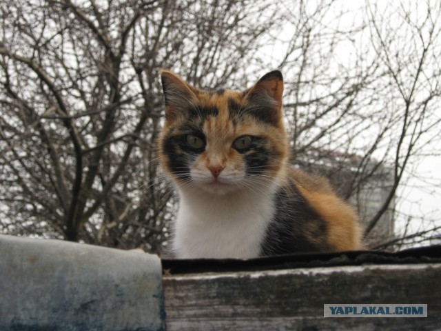 Котовторник 07.02.2017