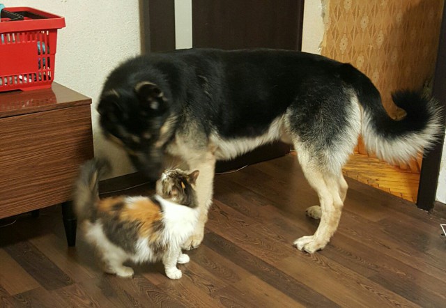 Коты и Кошки