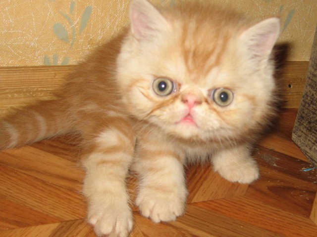 Коты и Кошки