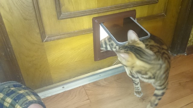 Котовторник 2.05.2017