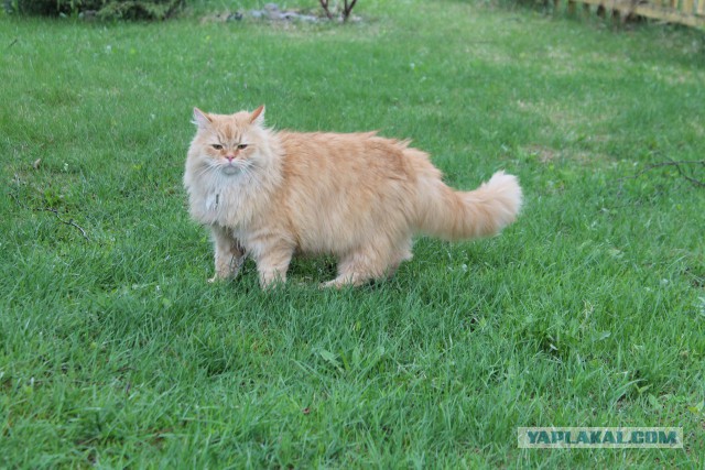 Коты и Кошки