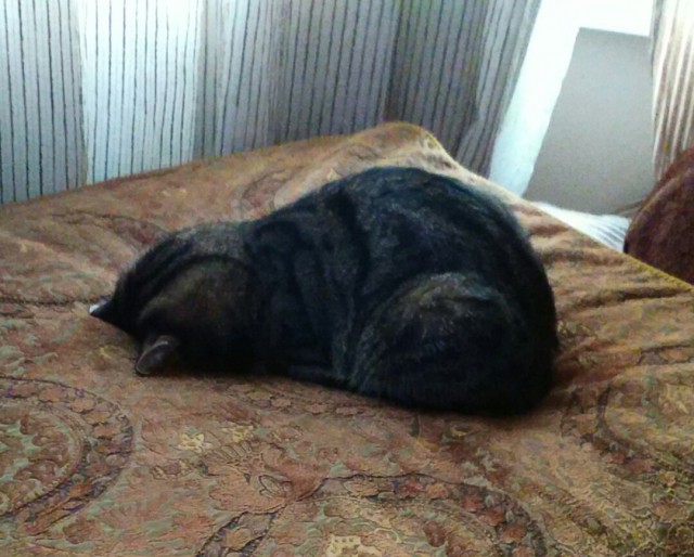 Коты и Кошки