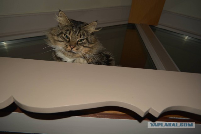 Коты и Кошки