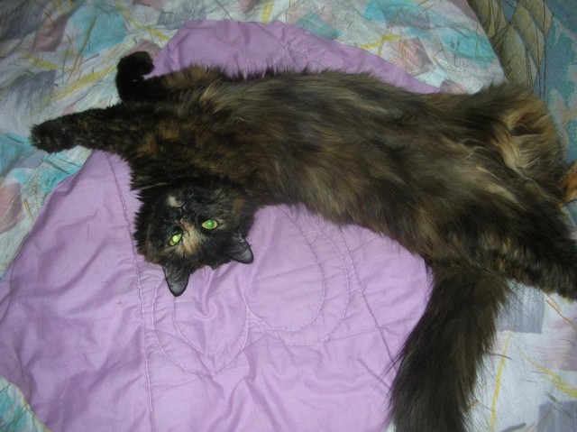 Котовторник