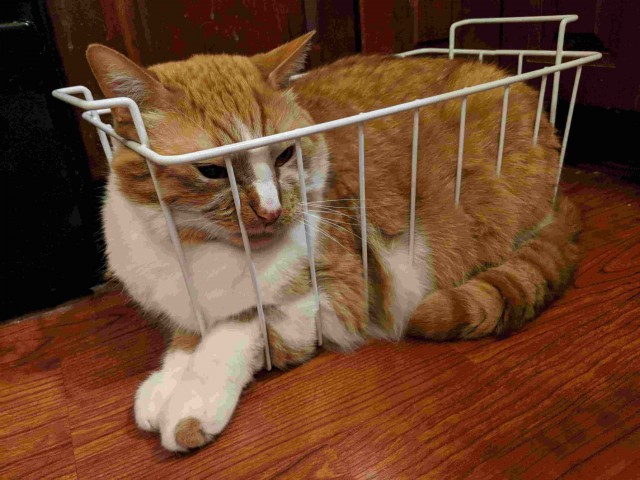 Прикольных котов пост