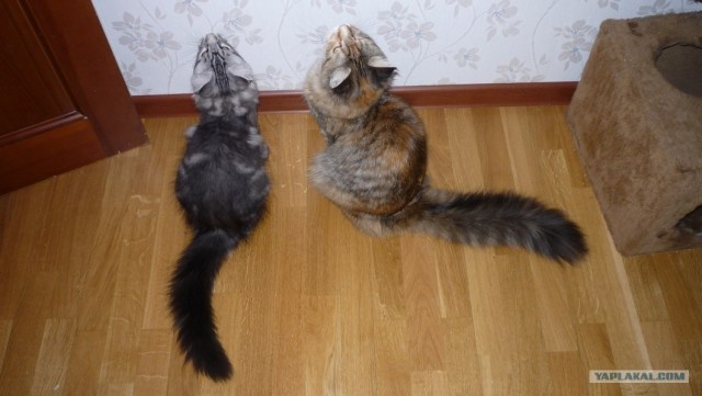 Котовторник, для любителей кошек