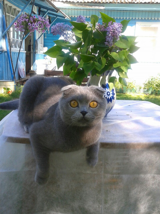 Живность из сети