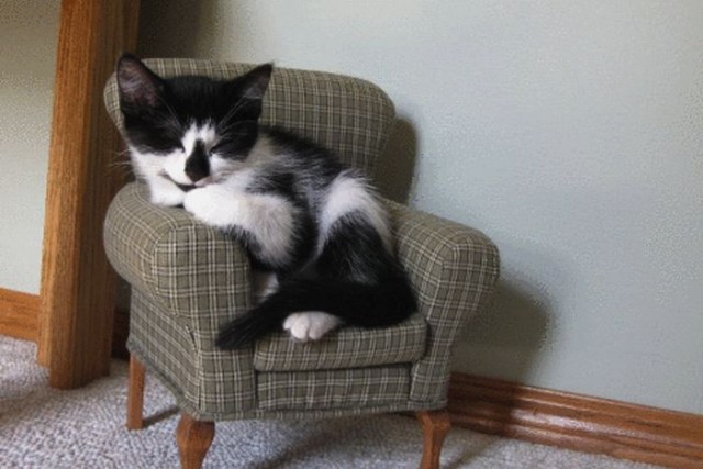 Сонный Котовторник