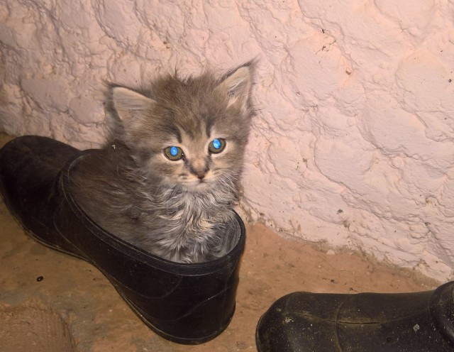 20 котов, у которых была всего секунда, чтобы прославиться. И они воспользовались ею сполна!