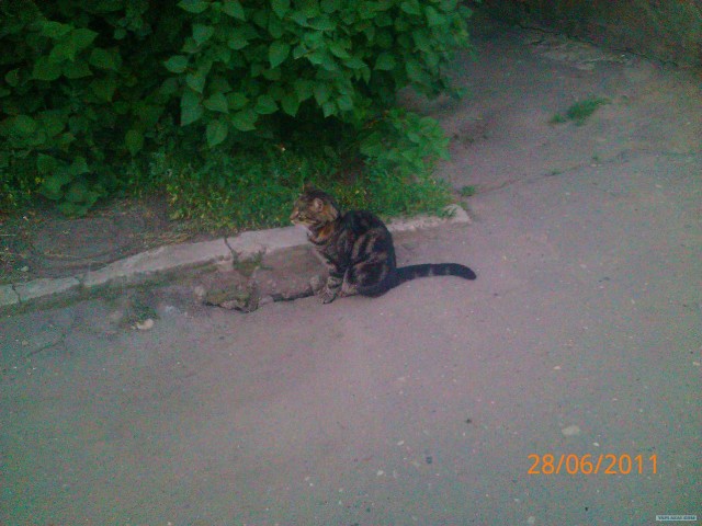 Котовторник 1.11.11