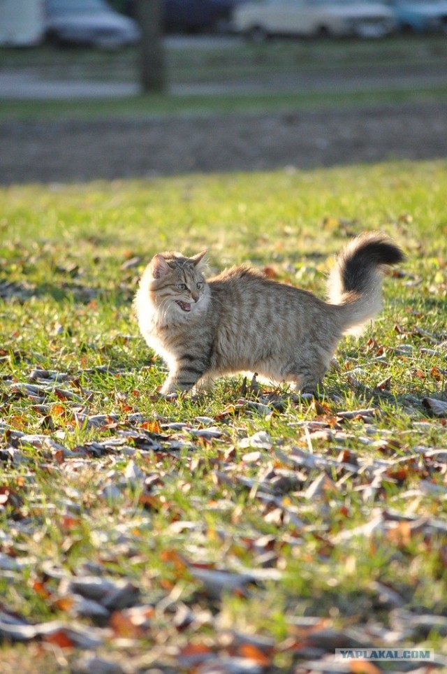 Котовторник 22.11.11