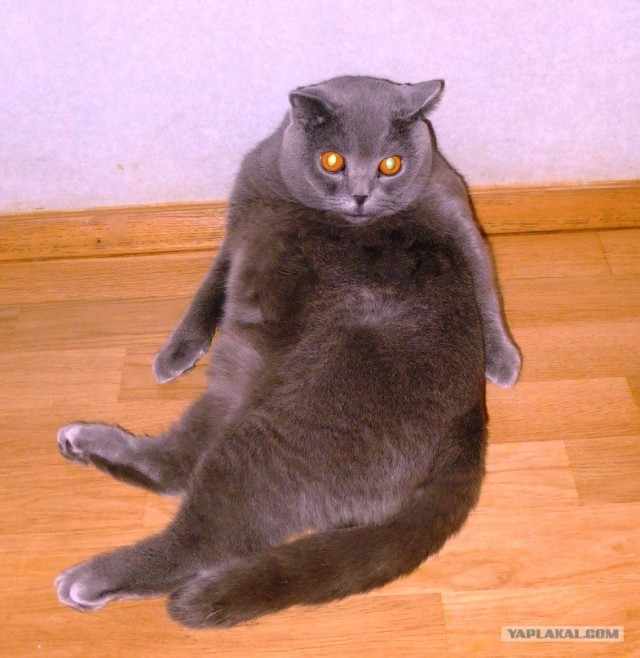 Котовторник (10.01.2012)
