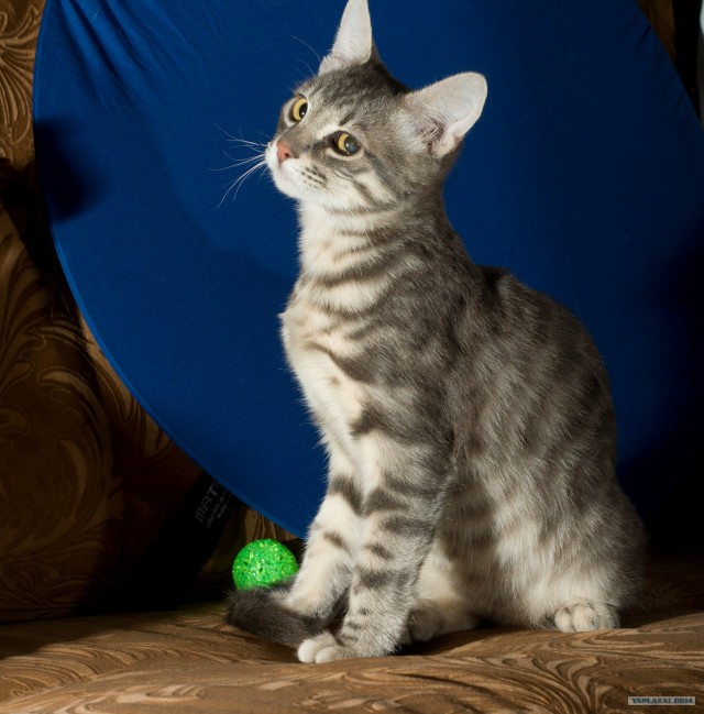 Котовторник (14.02.2012)