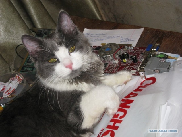 Котовторник! 13.03.2012