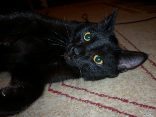 Котовторник 1 мая 2012
