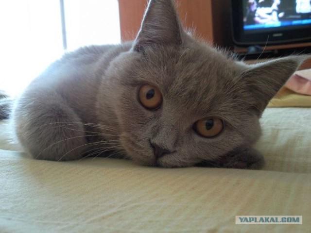 Котовторник   5.06.2012