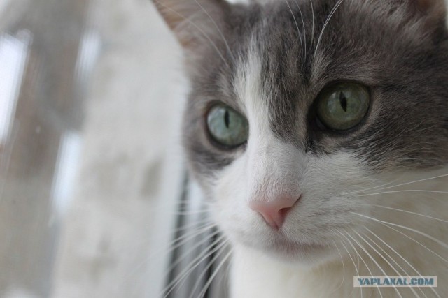Котовторник 24.07.2012