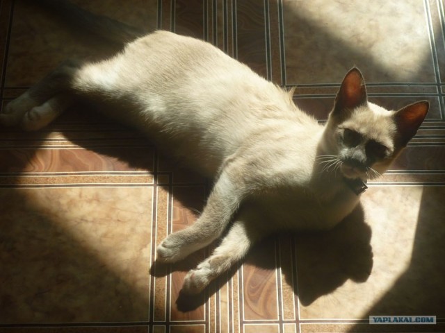 Котовторник  16.10.12