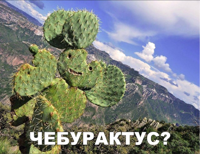 Нестандартный юмор