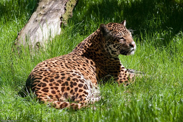 Дикий котовторник