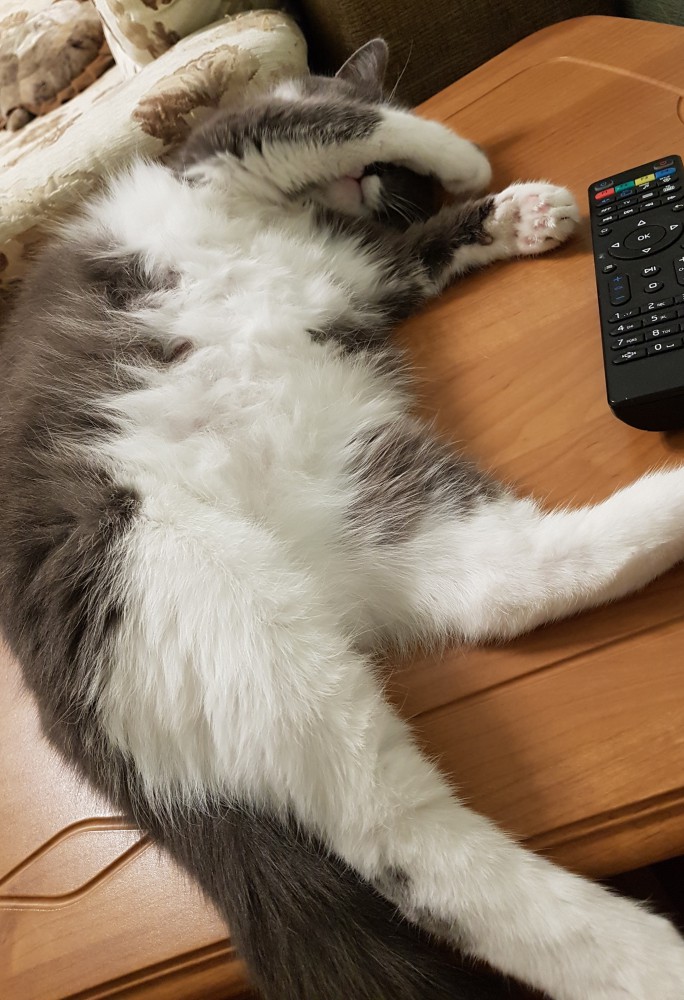 Кошки, которые заснули в самых невообразимых позах