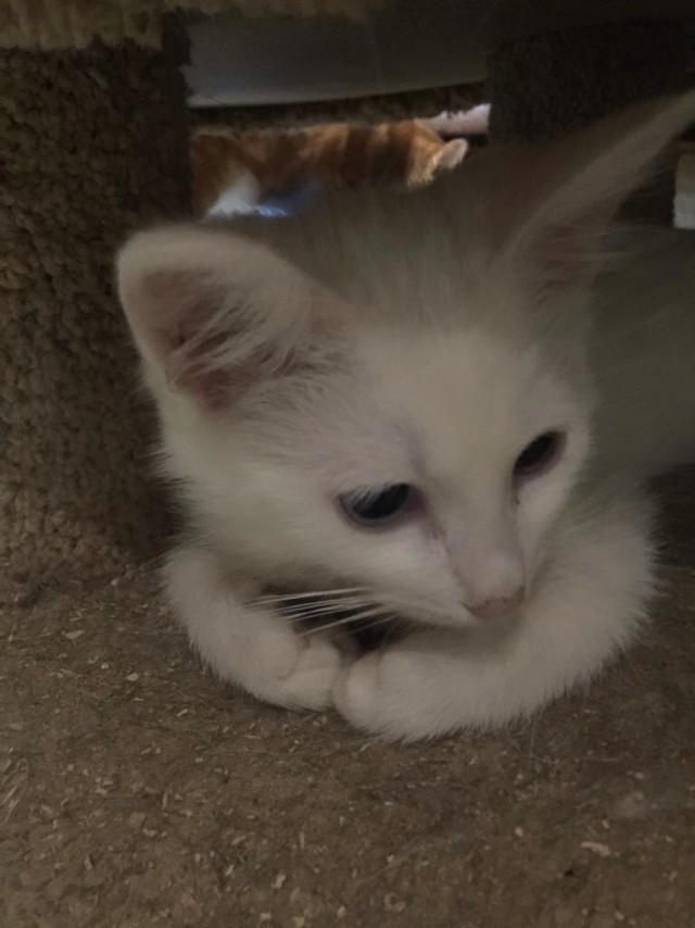 Забавные фото котеек