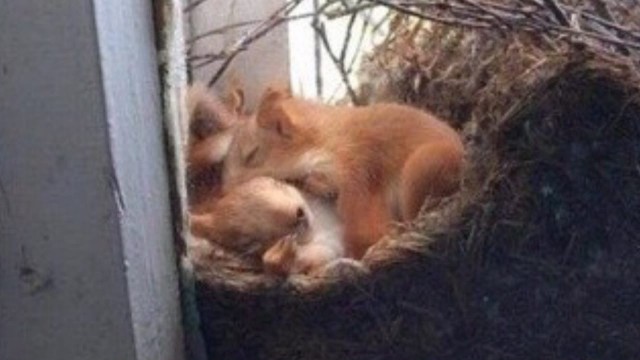 Живность из сети