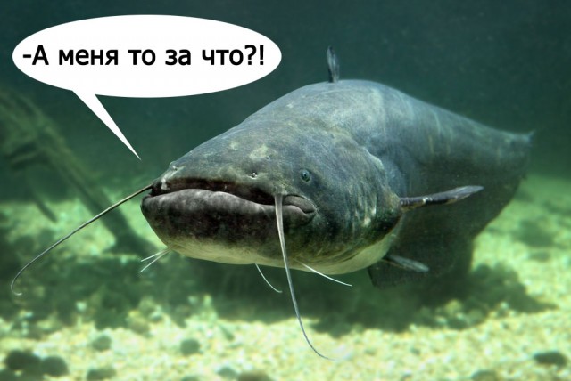 Ответ Яны "Отвези меня мразь"