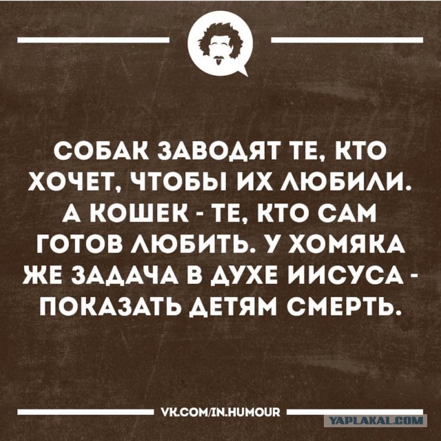 Месяц без собаки