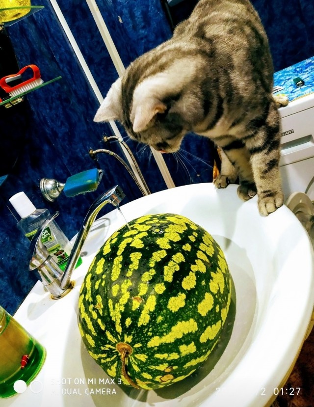 По просьбам в теме ниже. Реальный котовторник!