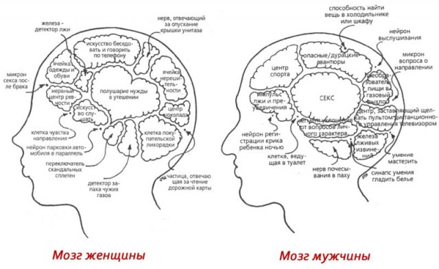 Различия мужской и женской анатомии