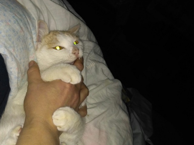 Котовторник. Добавляйте своих