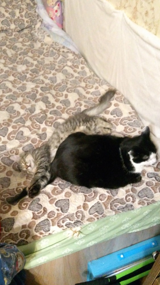 Котовторник. Добавляйте своих