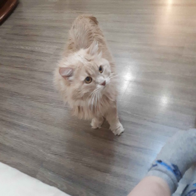 Котовторнику быть!