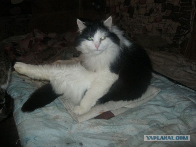 Жизнь домашнего приюта для котеек 330