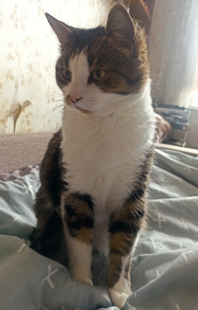 Котовторник!