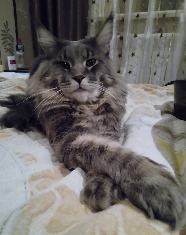 Котовторник!