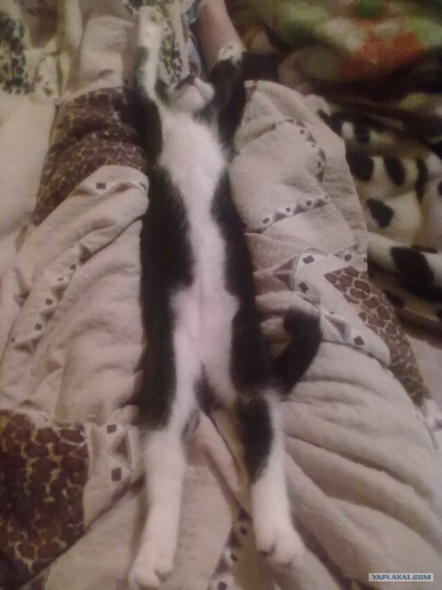 Железная хватка