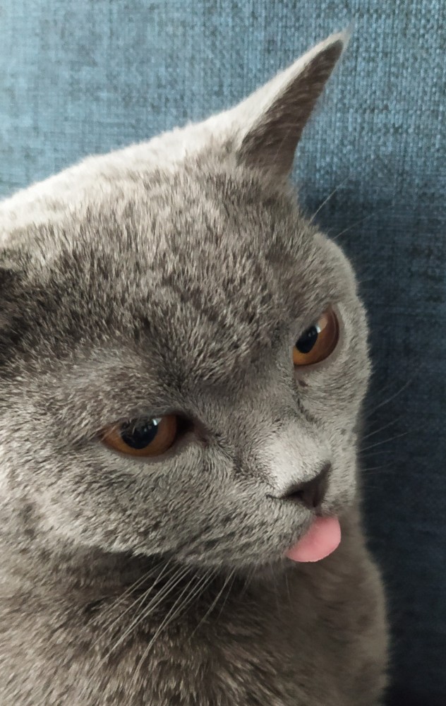 Даешь котовторник!