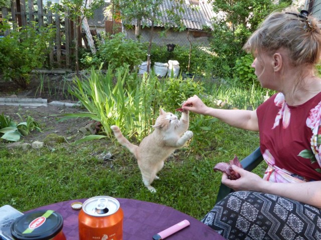 Котовторник же очередной