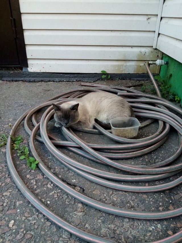 А котовторник уже начался?