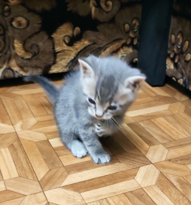 Марсик