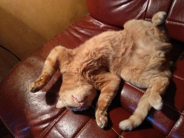 Котовторник. Поговорим о кличках, друзья