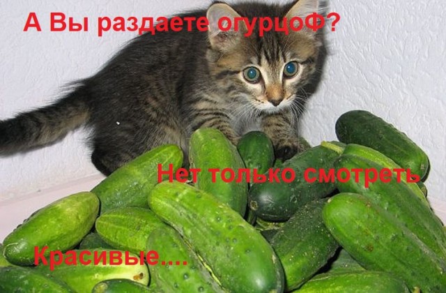 А еще говорят коты и кошки огурцов боятся